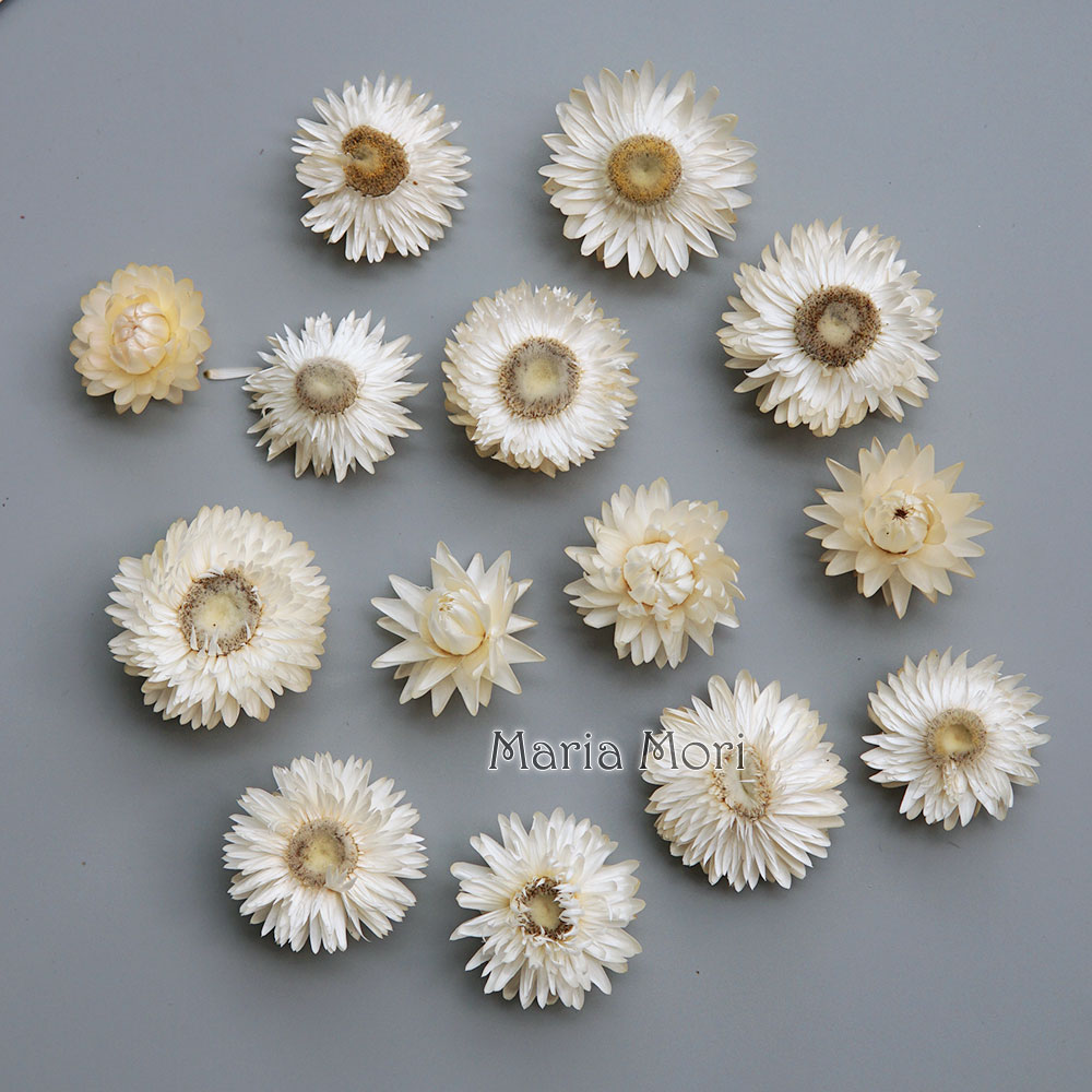 Couronne de chrysanthème color - Candle Making Uk avis et prix