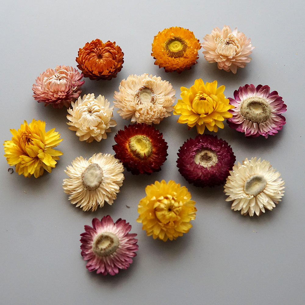 Couronne de chrysanthème color - Candle Making Uk avis et prix