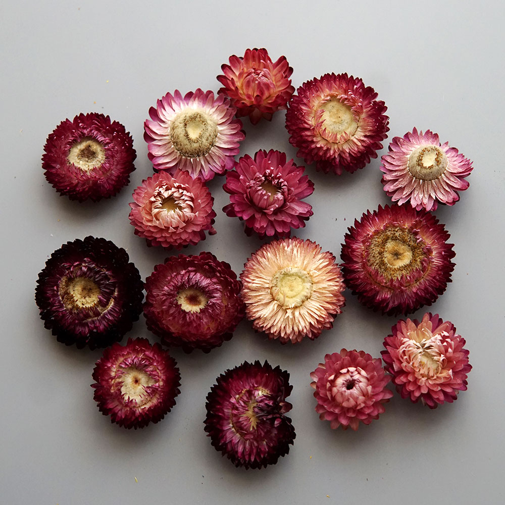 Couronne de chrysanthème color - Candle Making Uk avis et prix